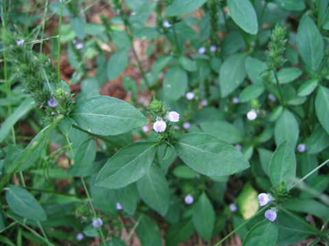 Justicia procumbens