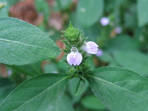 Justicia procumbens