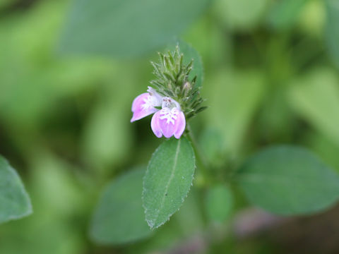 Justicia procumbens