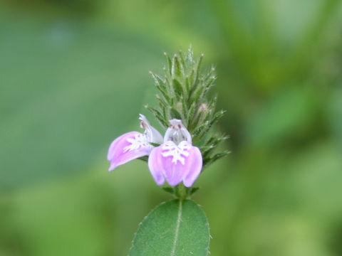 Justicia procumbens