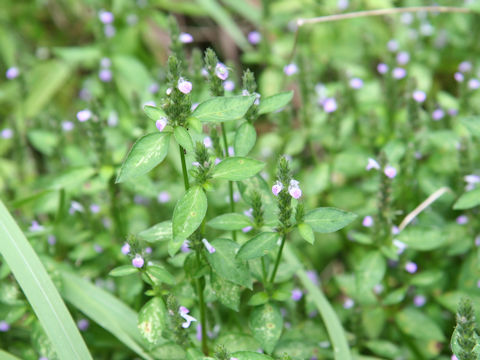 Justicia procumbens