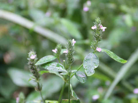 Justicia procumbens