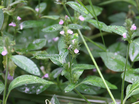 Justicia procumbens