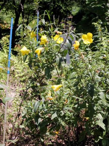 Oenothera fruticosa