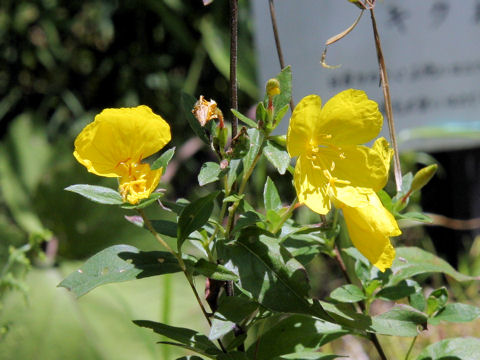 Oenothera fruticosa