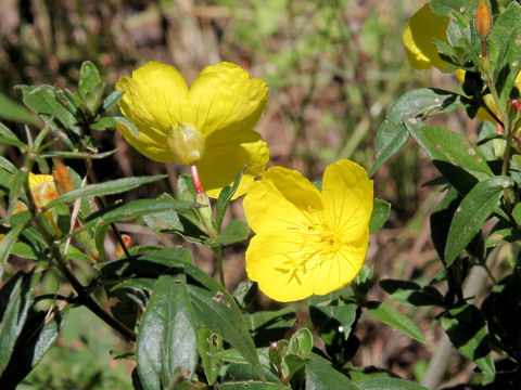 Oenothera fruticosa