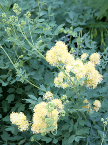 Thalictrum flavum