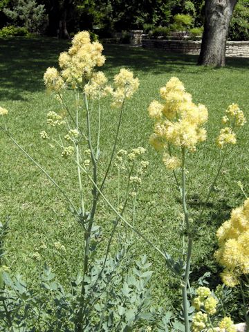 Thalictrum flavum