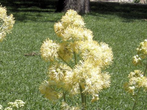 Thalictrum flavum