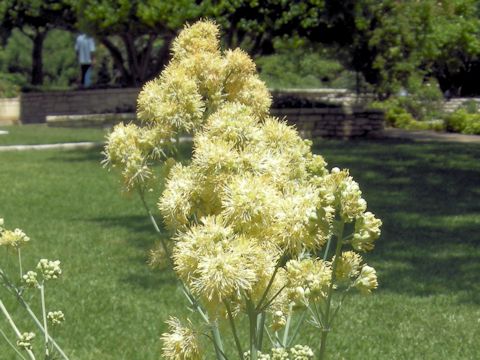 Thalictrum flavum