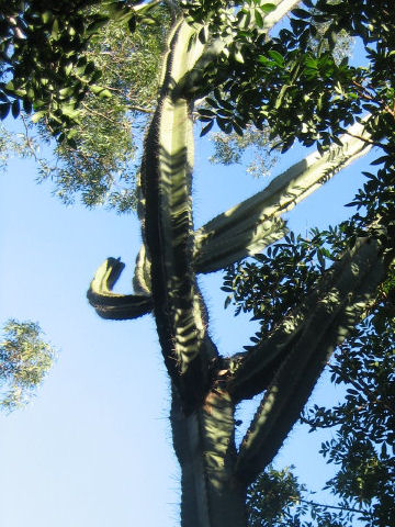 Cereus peruvianus