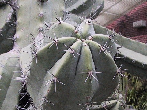 Cereus peruvianus