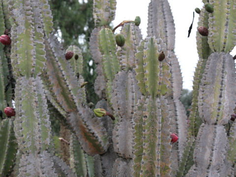 Cereus peruvianus