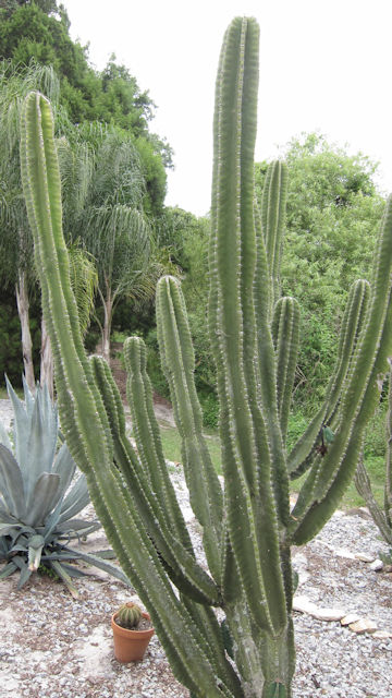 Cereus peruvianus