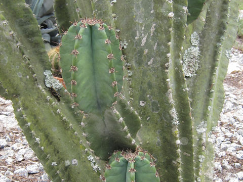 Cereus peruvianus