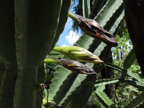 Cereus peruvianus