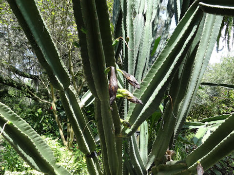 Cereus peruvianus