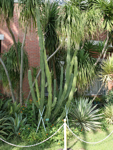 Cereus peruvianus