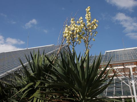 Yucca recurvifolia