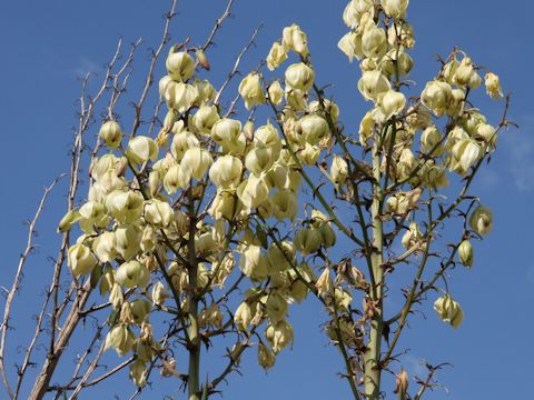 Yucca recurvifolia