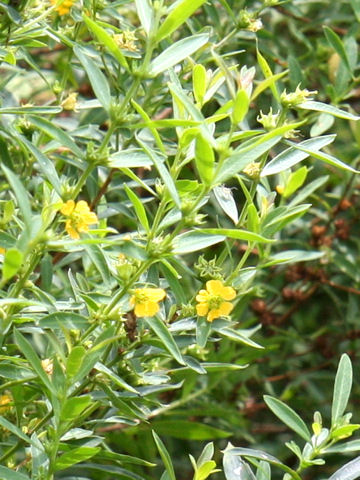 Heimia myrtifolia