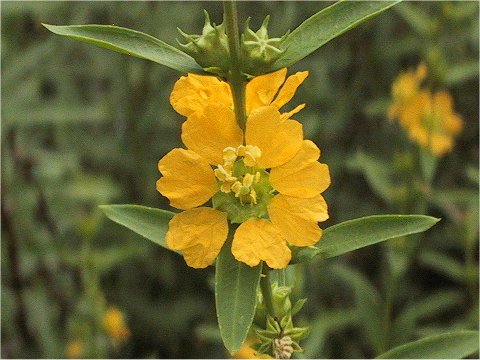 Heimia myrtifolia