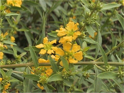 Heimia myrtifolia