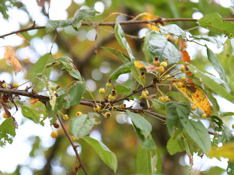 Malus toringo f. toringo