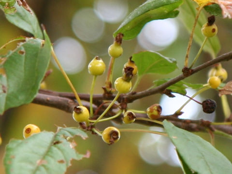 Malus toringo f. toringo