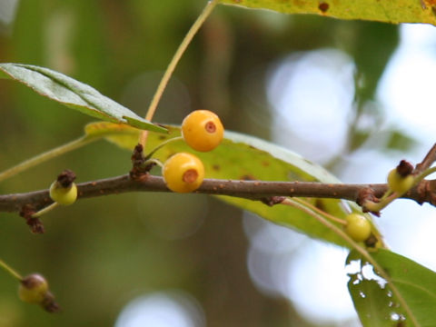 Malus toringo f. toringo