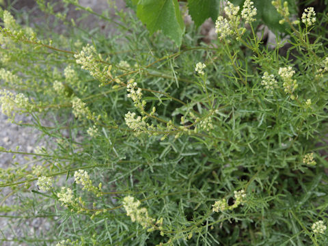 Reseda luteola