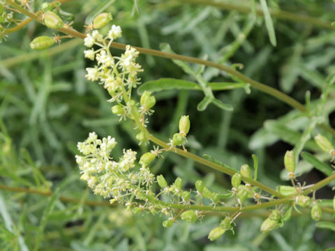 Reseda luteola