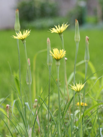 Tragopogon pratensis