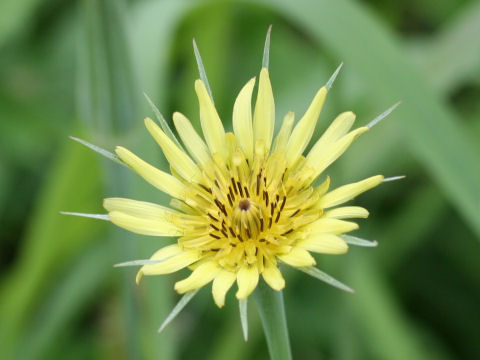 Tragopogon pratensis