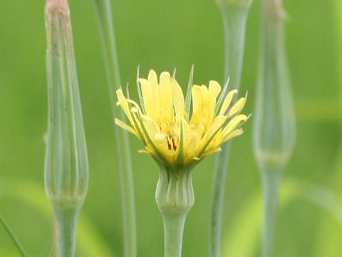 Tragopogon pratensis