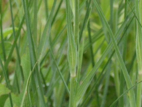 Tragopogon pratensis