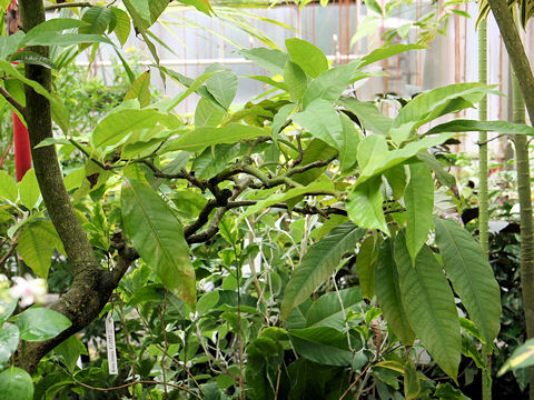 Michelia champaca