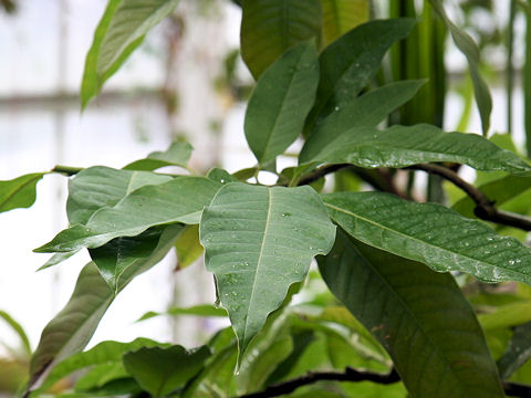 Michelia champaca