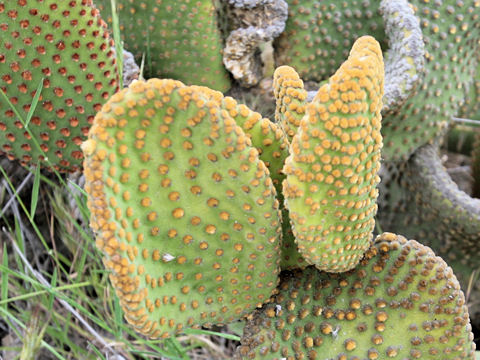 Opuntia microdasys