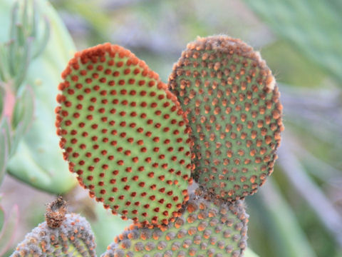 Opuntia microdasys