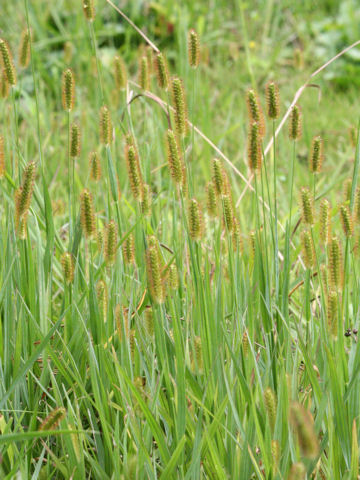 Setaria glauca