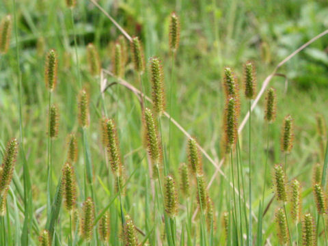 Setaria glauca