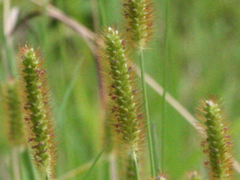 Setaria glauca