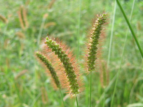 Setaria glauca