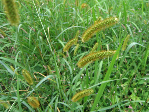 Setaria glauca