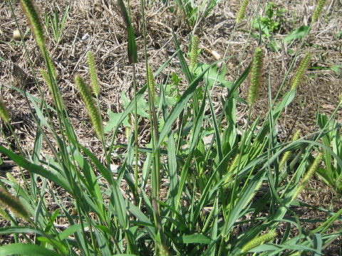 Setaria glauca