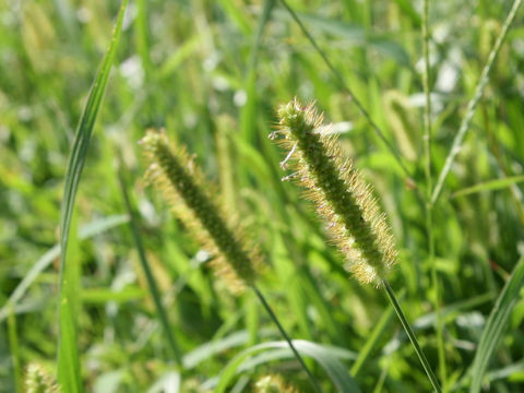 Setaria glauca