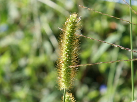 Setaria glauca