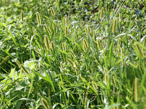 Setaria glauca