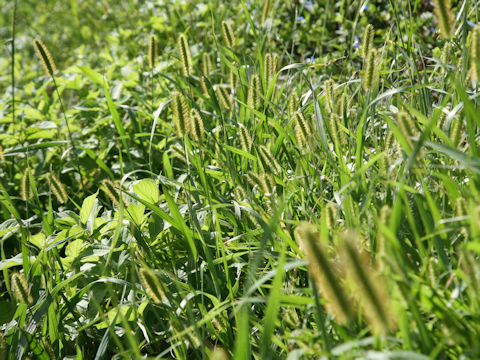 Setaria glauca